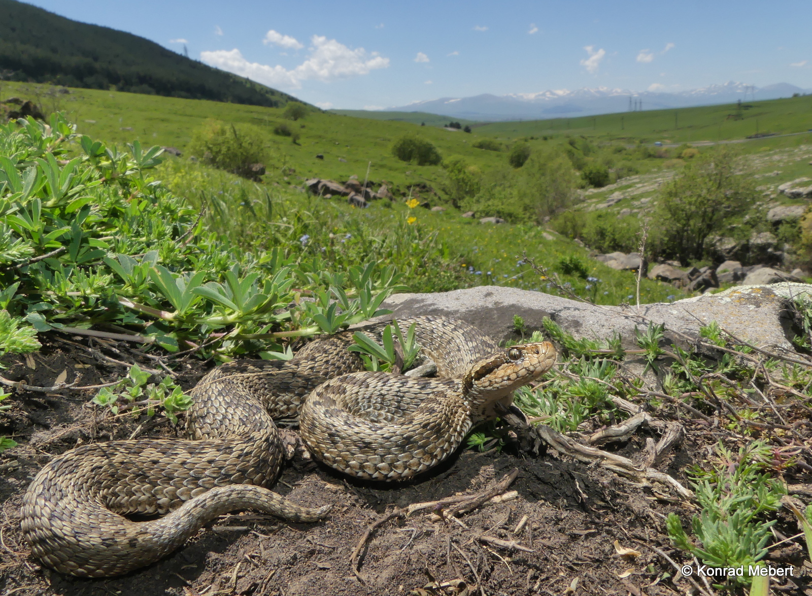 Ver302 (Vipera renardi eriwanensis w Zeda Tmogvi, GE A (31)